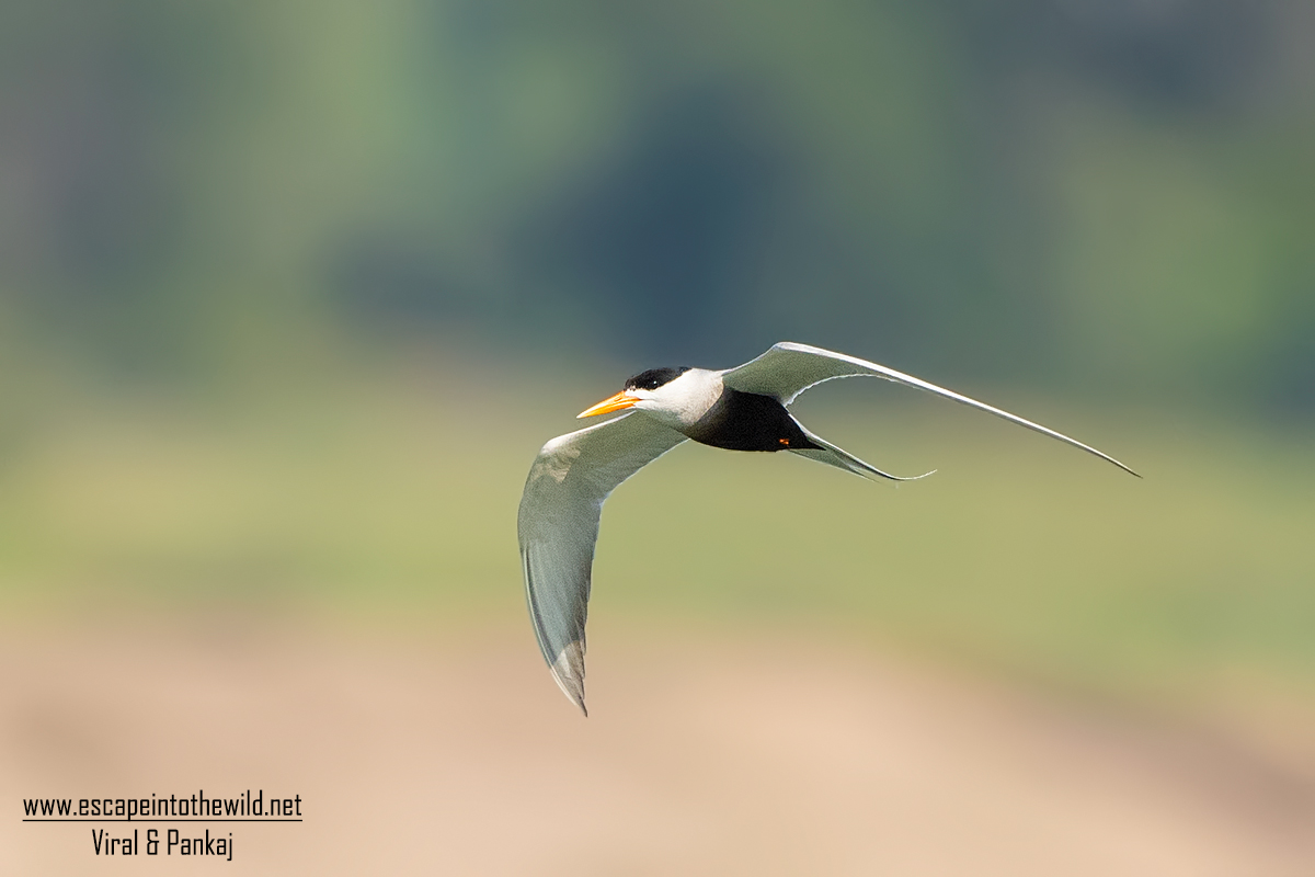 Black-bellied Tern